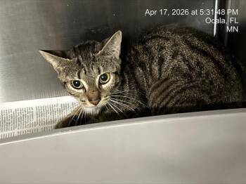 Domestic Short Hair Cats Available for Adoption in Ocala, Florida - A380505 | PetCurious