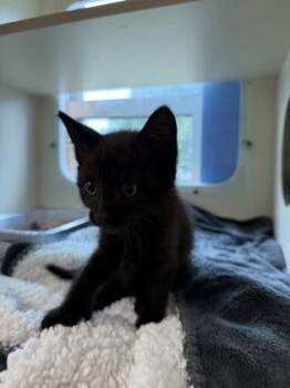 Judo Ragman -  Domestic Short Hair Cat for Adoption in Chamblee, Georgia - Judo Ragman | PetCurious