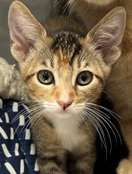 MELISSA* -  Domestic Short Hair Cat for Adoption in Santa Cruz, California - MELISSA* | PetCurious
