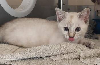 PEARL -  Domestic Short Hair Cat for Adoption in Chula Vista, California - PEARL | PetCurious