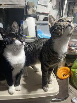 Rescue Domestic Short Hair Cats for Adoption in Philadelphia, Pennsylvania - Timothy Cecil & Sabrina Hobart | PetCurious
