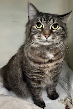 Rescue Domestic Long Hair Cats for Adoption in Sterling, Massachusetts - Candle 6 Yrs Old | PetCurious