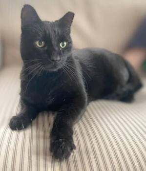 Bombay and Domestic Short Hair Cats Available for Adoption in Melrose, Massachusetts - Ultimate Warrior | PetCurious