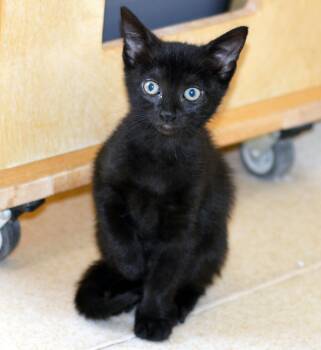 TAYLOR -  Domestic Short Hair Cat for Adoption in San Clemente, California - TAYLOR | PetCurious