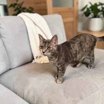 Sophie -  Domestic Short Hair Cat for Adoption in Fort Worth, Texas - Sophie | PetCurious