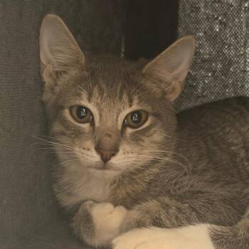 Oasis -  Domestic Short Hair Cat for Adoption in Gainesville, Florida - Oasis | PetCurious