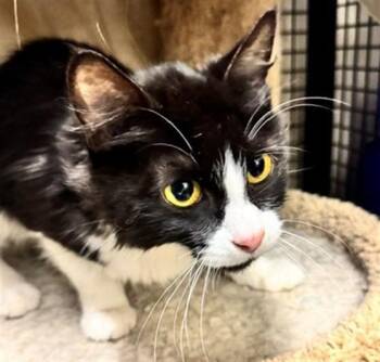 MERIDA -  Domestic Long Hair and Domestic Short Hair Cat for Adoption in Anchorage, Alaska - MERIDA | PetCurious