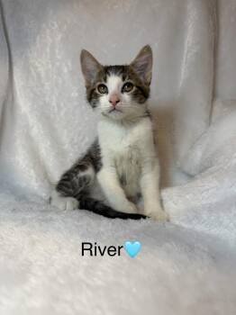 Domestic Short Hair Cats Available for Adoption in Copley, Ohio - River | PetCurious