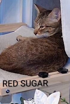 Red Sugar -  Domestic Short Hair Cat for Adoption in Redondo Beach, California - Red Sugar | PetCurious