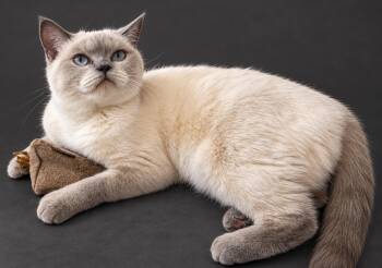 NINA -  British Shorthair Cat for Adoption in Snow Hill, Maryland - NINA | PetCurious