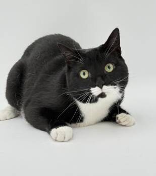 Remy - Bonded with Lola -  Domestic Short Hair Cat for Adoption in Bowling Green, Kentucky - Remy - Bonded With Lola | PetCurious