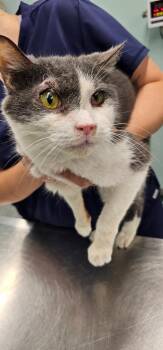 Angus -  Domestic Short Hair Cat for Adoption in Athens, Tennessee - Angus | PetCurious
