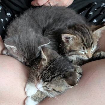 Domestic Short Hair Cats Available for Adoption in Long Beach, California - Super Trouper | PetCurious