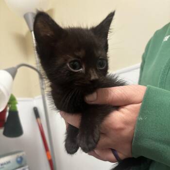 Domestic Short Hair Cats Available for Adoption in Tulsa, Oklahoma - Oscar The Grouch | PetCurious