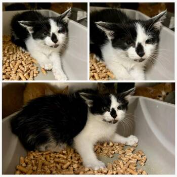 Connie -  Domestic Short Hair Cat for Adoption in Dublin, Virginia - Connie | PetCurious