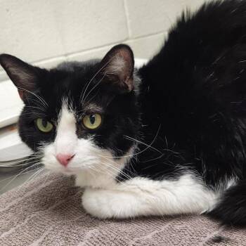 Oreo -  Domestic Short Hair Cat for Adoption in Murray, Utah - Oreo | PetCurious