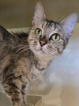 Verna -  Domestic Short Hair Cat for Adoption in Daphne, Alabama - Verna | PetCurious