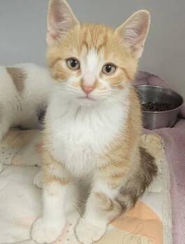 Corndog -  Domestic Short Hair Cat for Adoption in Harbor Springs, Michigan - Corndog | PetCurious