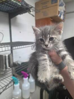 Domestic Short Hair Cats Available for Adoption in Troy, Ohio - Lottie | PetCurious