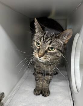 Bennett -  Domestic Short Hair Cat for Adoption in Rochester, Indiana - Bennett | PetCurious