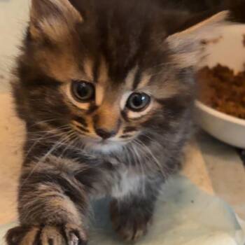 Athena -  Domestic Short Hair Cat Available for Adoption in Monroe, Michigan - Athena | PetCurious