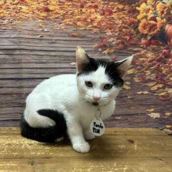 Panda -  Domestic Short Hair Cat for Adoption in Normal, Illinois - Panda | PetCurious
