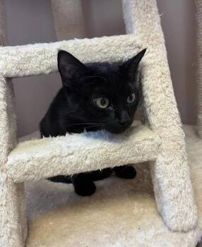 Rosa -  Domestic Short Hair Cat Available for Adoption in Black Eagle, Montana - Rosa | PetCurious