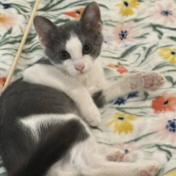Stormy -  Domestic Short Hair Cat for Adoption in Stow, Massachusetts - Stormy | PetCurious