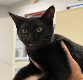 Elton John -  Domestic Short Hair Cat for Adoption in Slidell, Louisiana - Elton John | PetCurious