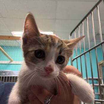 Goldie -  Domestic Short Hair Cat for Adoption in Lake Jackson, Texas - Goldie | PetCurious