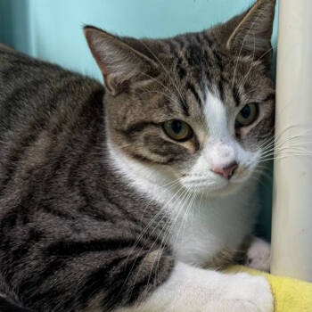 Rescue Domestic Short Hair Cats for Adoption in Victoria, British Columbia - Rudolph | PetCurious