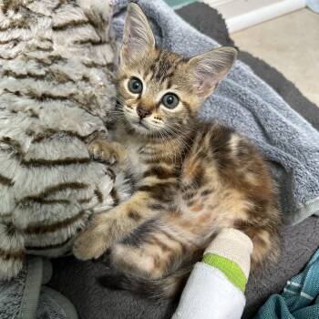 Rescue Domestic Medium Hair Cats for Adoption in Anderson, South Carolina - Twinkle | PetCurious