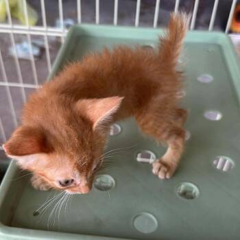 Nutmeg Nugget -  Domestic Short Hair Cat for Adoption in Boerne, Texas - Nutmeg Nugget | PetCurious