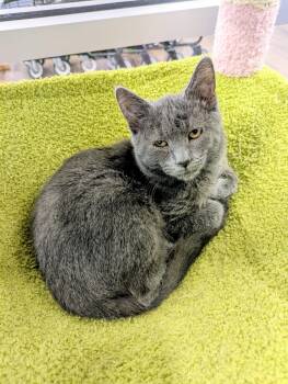Rescue American Shorthair Cats for Adoption in Frederick, Maryland - Peter | PetCurious