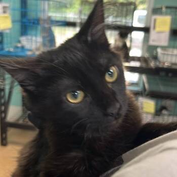 Crepe -  Domestic Medium Hair Cat for Adoption in Gadsden, Alabama - Crepe | PetCurious