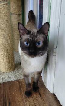 Siamese Cats Available for Adoption in Georgina, Ontario - Cupid | PetCurious