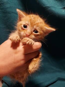 Rescue Domestic Short Hair Cats for Adoption in Hartsville, South Carolina - Sunny | PetCurious