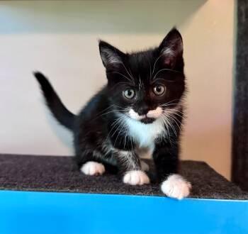 Mila -  Domestic Short Hair Cat for Adoption in Clayton, New Jersey - Mila | PetCurious
