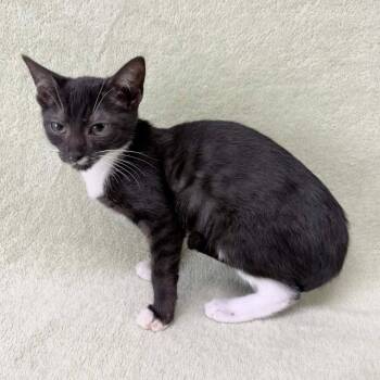 Mira -  Domestic Short Hair Cat for Adoption in Buffalo, Minnesota - Mira | PetCurious