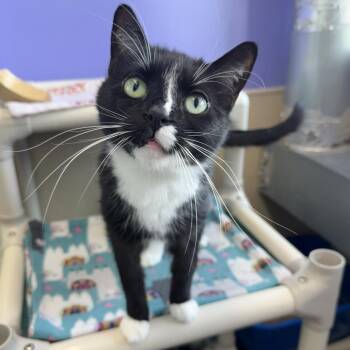 Phantom -  Domestic Short Hair Cat for Adoption in Mankato, Minnesota - Phantom | PetCurious