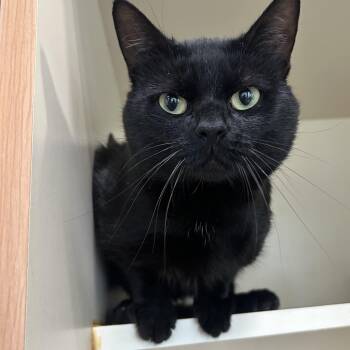 Ozzy -  Domestic Short Hair Cat for Adoption in Mokena, Illinois - Ozzy | PetCurious