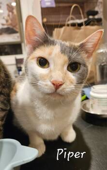 Rescue Domestic Short Hair Cats for Adoption in Parkville, Maryland - Piper Halliwell | PetCurious