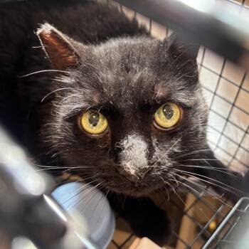 Maxwell -  Domestic Short Hair Cat for Adoption in Pasadena, California - Maxwell | PetCurious