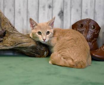 Drew -  Domestic Short Hair Cat for Adoption in Roanoke, Texas - Drew | PetCurious