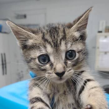 Jill -  Domestic Short Hair Cat for Adoption in Summerville, South Carolina - Jill | PetCurious