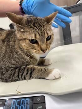 MAKITA -  Domestic Short Hair Cat for Adoption in Baytown, Texas - MAKITA | PetCurious