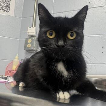Kivara -  Domestic Short Hair Cat for Adoption in Indianapolis, Indiana - Kivara | PetCurious