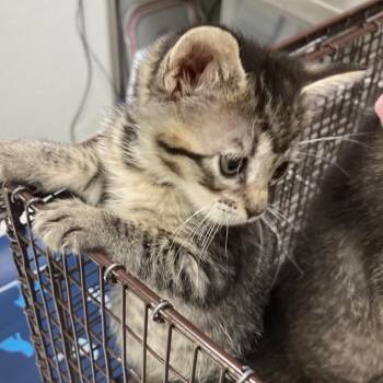 Koch -  Domestic Short Hair Cat for Adoption in Galveston, Texas - Koch | PetCurious