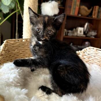 Tinx -  Domestic Short Hair Cat for Adoption in Long Beach, California - Tinx | PetCurious