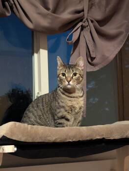 Pepsi (adoption fee waived) -  Domestic Short Hair Cat for Adoption in Columbia, Maryland - Pepsi (adoption Fee Waived) | PetCurious